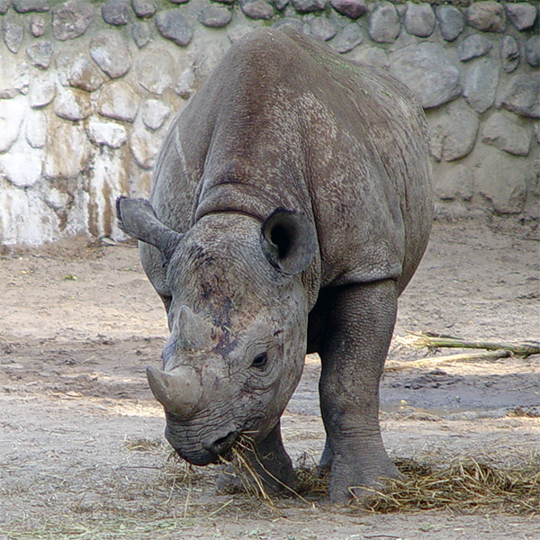 Nashorn, das