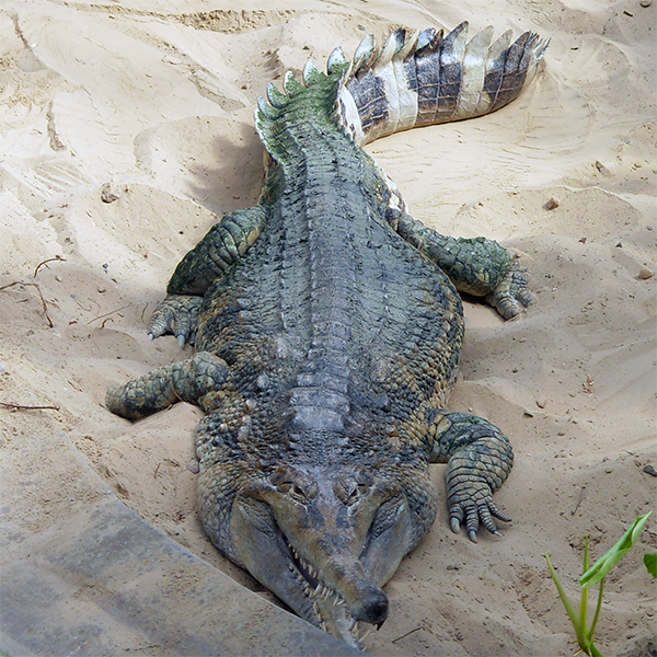 Krokodil, das