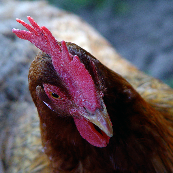 Huhn, das