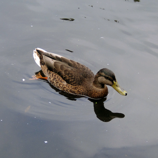 Ente, die