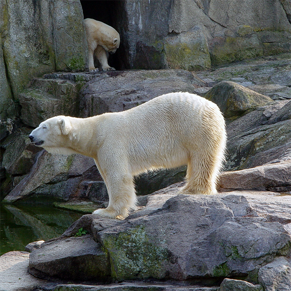 Eisbär, der