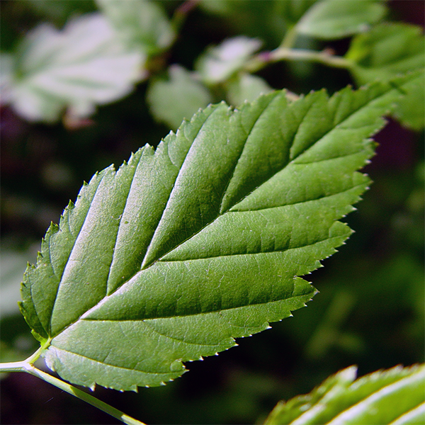 Blatt, das