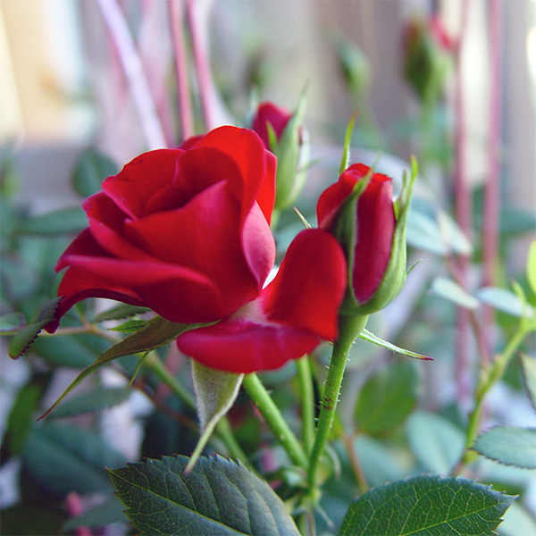 Rose, die