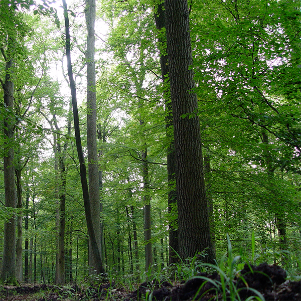 Wald, der