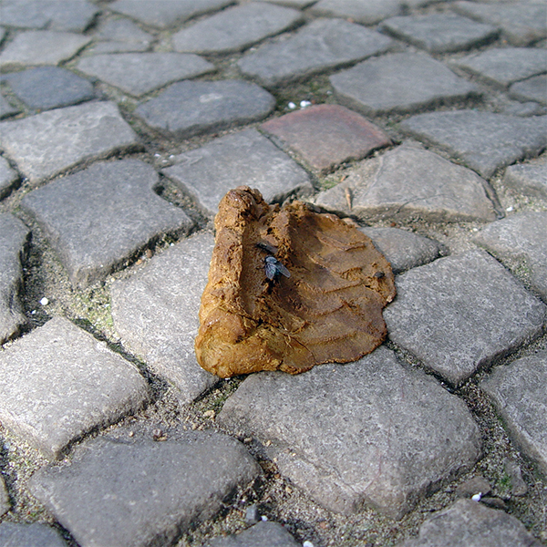 Scheiße, die