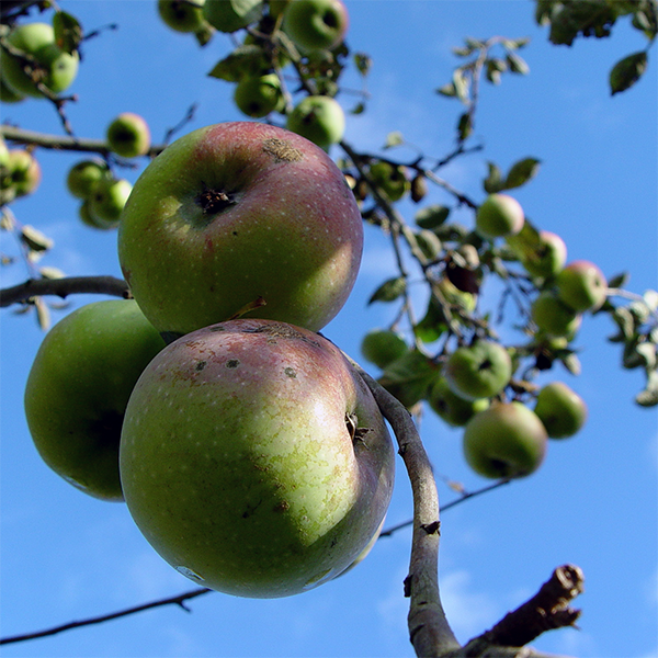 Apfel, der