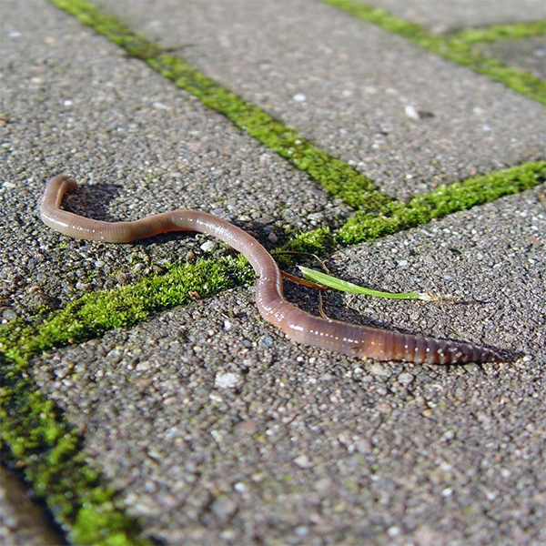 Regenwurm, der