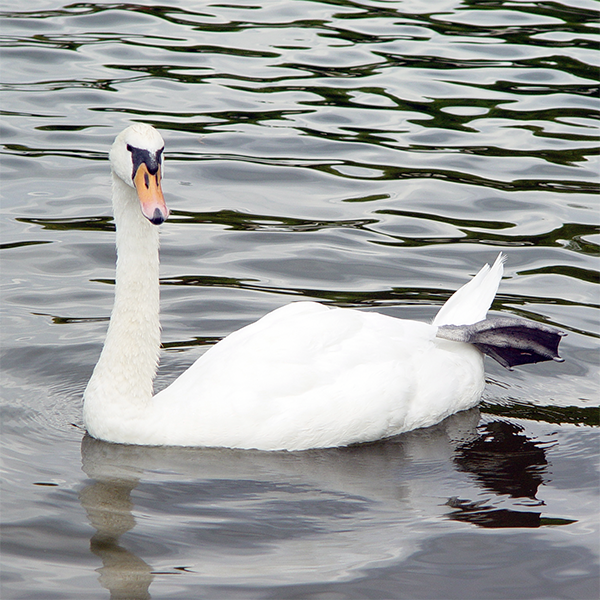 Schwan, der
