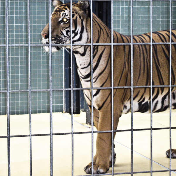 Tiger, der