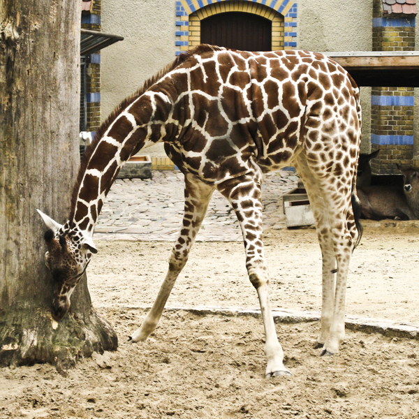 Giraffe, die