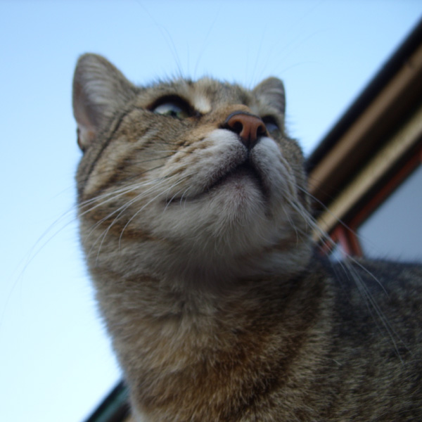 Katze, die