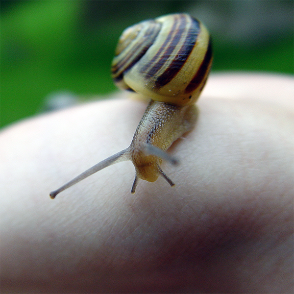 Schnecke, die