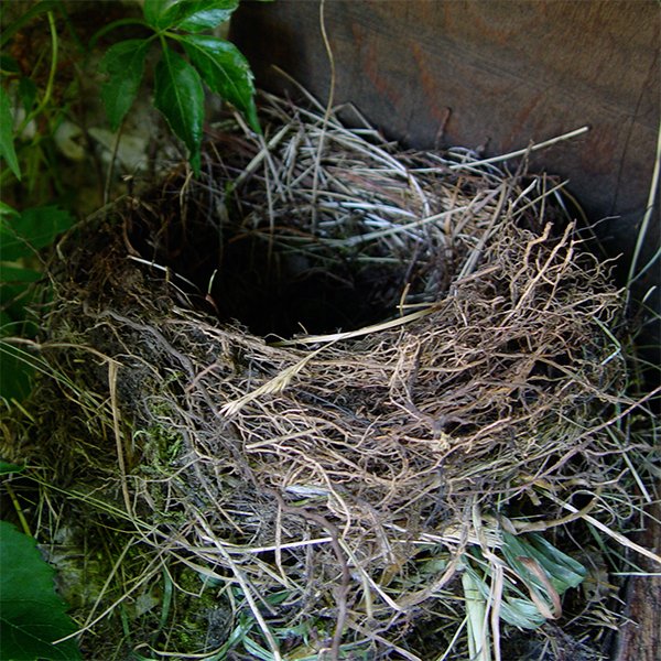 Nest, das