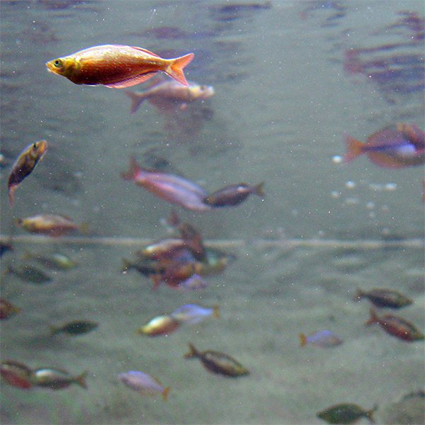 Aquarium, das