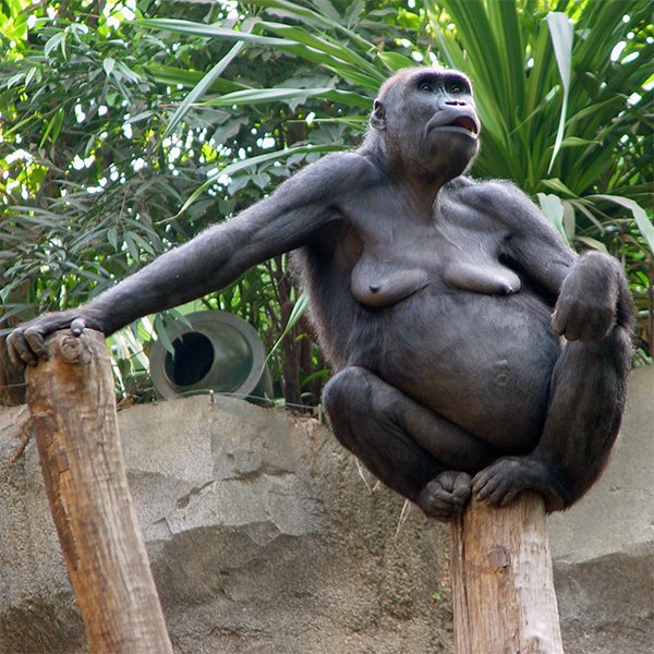 Affe, der