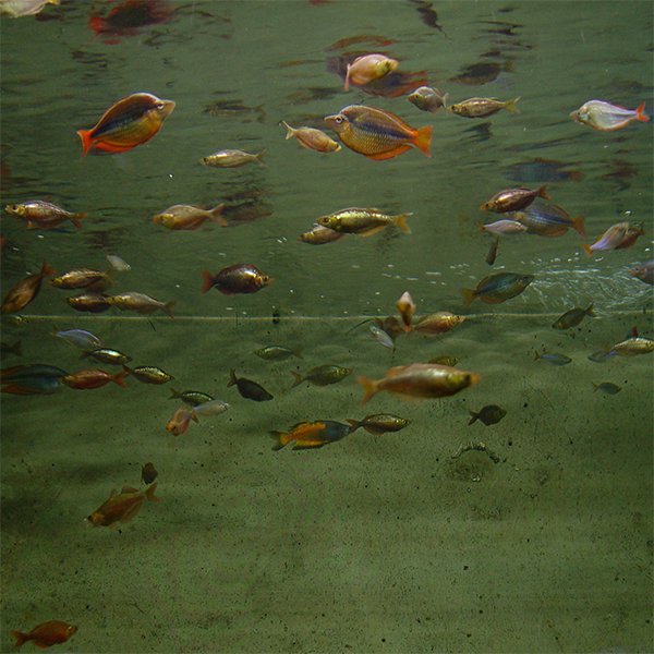 수족관 (水族館)