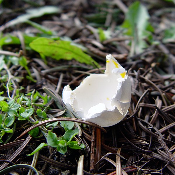 Eierschale, die
