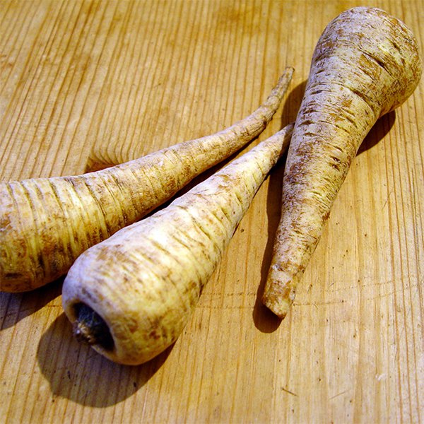 Pastinake, die