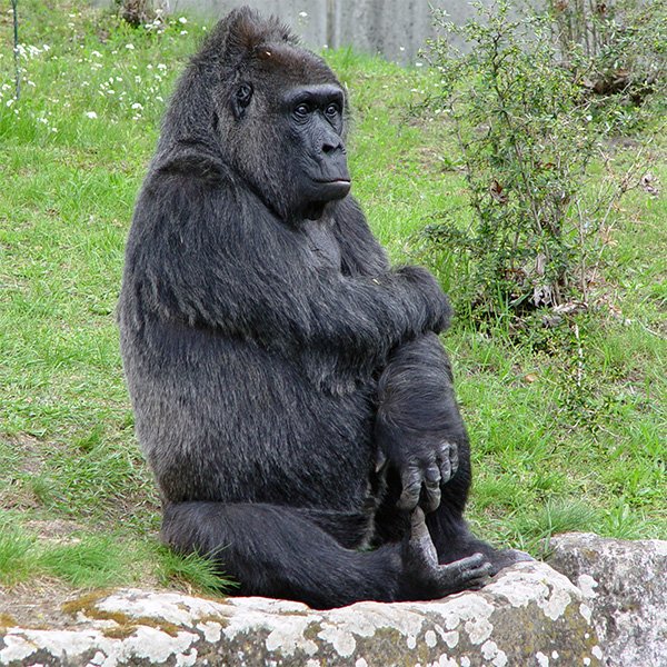 Gorilla, der