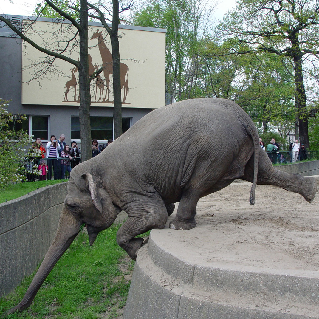 Elefant, der